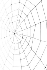 Spider Web