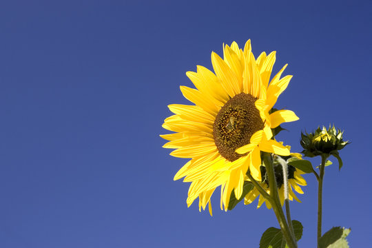 A bright yellow sunflower on a sunny day.