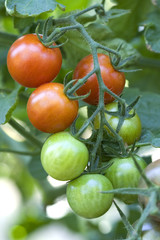 Red and green tomatoes on a vine in a garden.