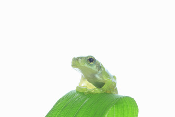 カエルと葉っぱ