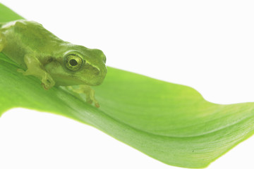 カエルと葉っぱ