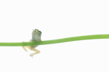 カエルと葉っぱ