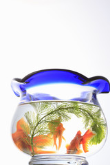 金魚鉢