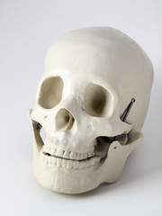Medical anatomical Skull
