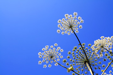 hogweed