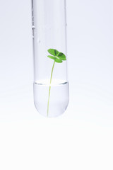 試験管と葉っぱ