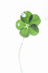 試験管と葉っぱ