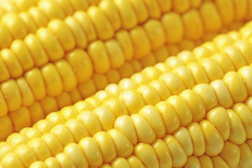 corn macro