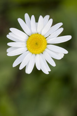 Simple white daisy against green grass