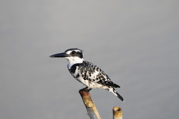 Pied Kingfisher (Ceryle rudis), Maagan Michael Lake, Israel