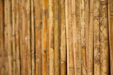 Fototapeta premium Bamboo wall