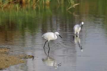 Little Egret (Egretta Garzetta) at Lake Maagan Michael