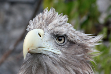 Head of a bird with the curve beak