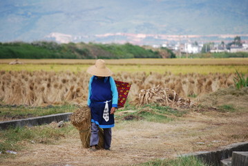 Recolte du riz