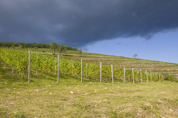 Obraz premium Grape plantation