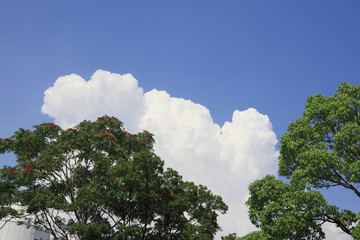 入道雲と樹木