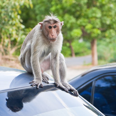 Male Bonnet Macaque on a Car Roof © nstanev