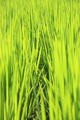 夏の田んぼ