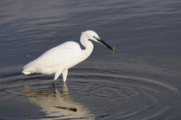 Little Egret (Egretta Garzetta) at Lake Maagan Michael