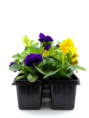 viola flower ready for gardening over white background