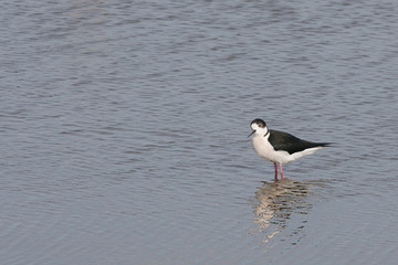 Black-winged Stilt (Himantopus himantopus)