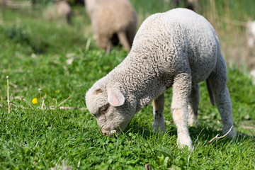 Lamb grazing green grass © Leu Corneliu
