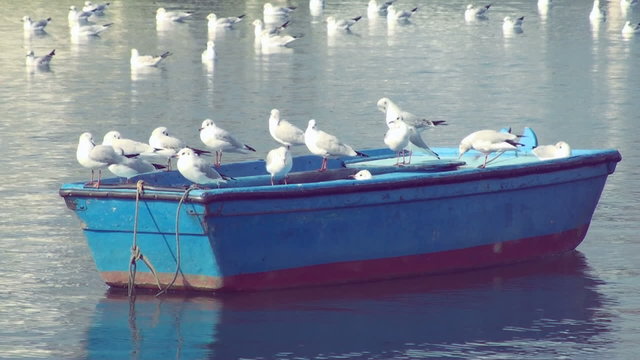 mouettes