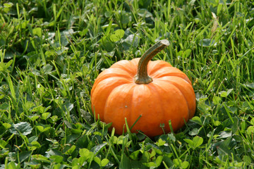 Zierkürbis im Gras