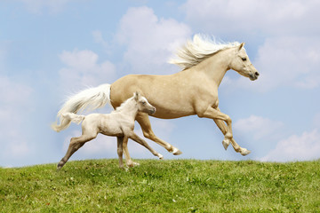 mare and foal - obrazy, fototapety, plakaty