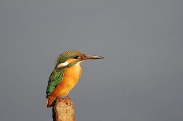 The Common Kingfisher (Alcedo atthis) at Maagan Michael Lake