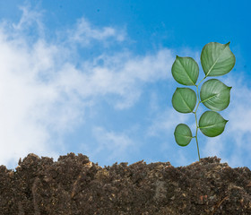 Tree shoot on sky background