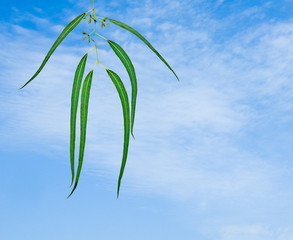 eucalyptus branch on sky background