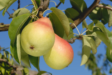 Pears