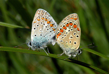 Hauhechelbläuling (Polyommatus icarus).Paarung