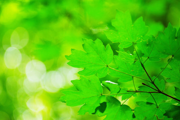 Obraz na płótnie Canvas green leaves