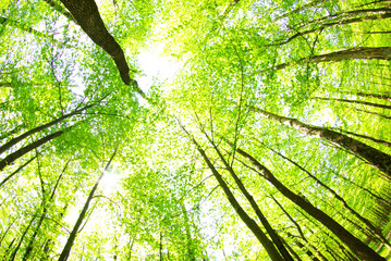 Fototapeta premium forest