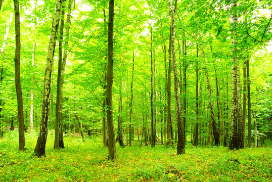 Fototapeta green forest
