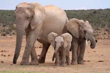 Fototapeta na wymiar African Elephant dzieci