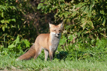 Naklejka na ściany i meble Juvenile Red Fox Stojąc na skraju Puszczy