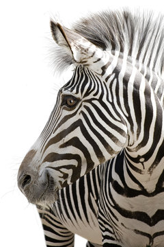 Fototapeta Zebra 001