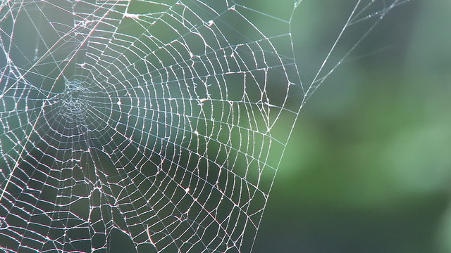 Spider web in forest