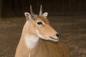 Antelope