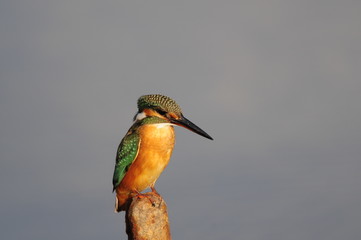 The Common Kingfisher (Alcedo atthis) at Maagan Michael Lake