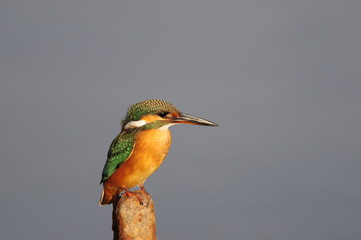 The Common Kingfisher (Alcedo atthis) at Maagan Michael Lake