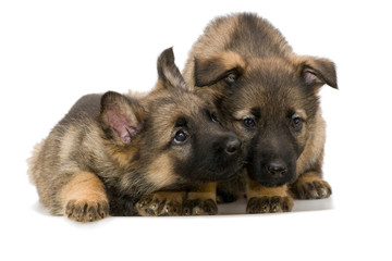 German shepherds puppys