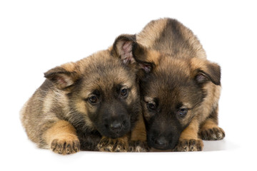 German shepherds puppys
