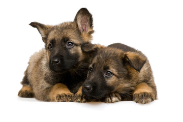German shepherds puppys