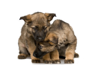 German shepherds puppys