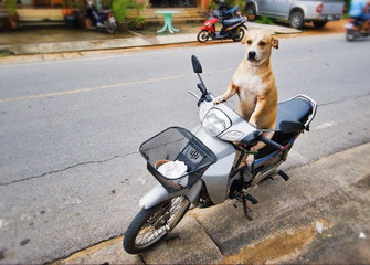 The dog sits on a moped and expects the mistress