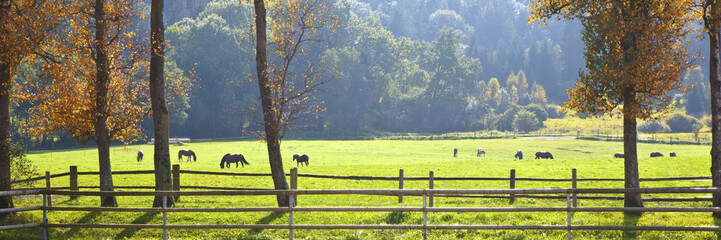 horses